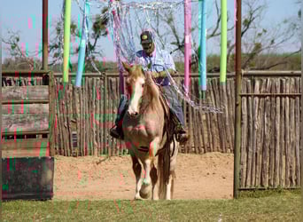 Quarter horse américain, Hongre, 7 Ans, 152 cm, Rouan Rouge