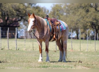 Quarter horse américain, Hongre, 7 Ans, 152 cm, Rouan Rouge