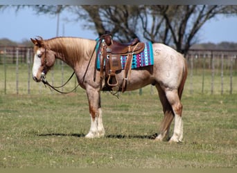 Quarter horse américain, Hongre, 7 Ans, 152 cm, Rouan Rouge