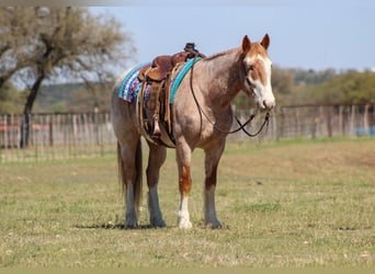 Quarter horse américain, Hongre, 7 Ans, 152 cm, Rouan Rouge