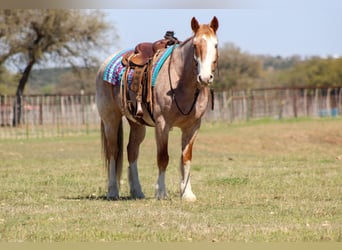 Quarter horse américain, Hongre, 7 Ans, 152 cm, Rouan Rouge