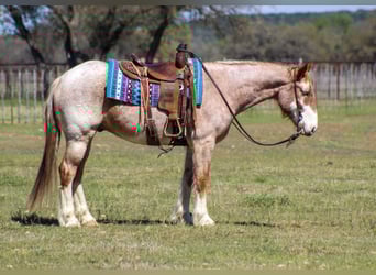 Quarter horse américain, Hongre, 7 Ans, 152 cm, Rouan Rouge