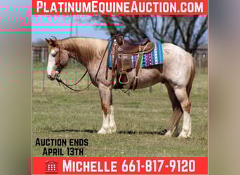 Quarter horse américain, Hongre, 7 Ans, 152 cm, Rouan Rouge