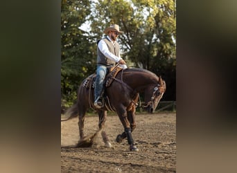 Quarter horse américain, Hongre, 7 Ans, 154 cm, Alezan dun