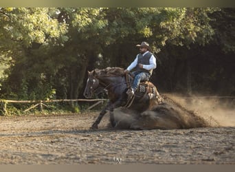 Quarter horse américain, Hongre, 7 Ans, 154 cm, Alezan dun