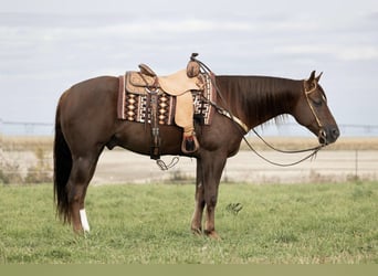 Quarter horse américain, Hongre, 7 Ans, 155 cm, Alezan cuivré