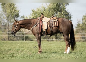 Quarter horse américain, Hongre, 7 Ans, 155 cm, Alezan cuivré