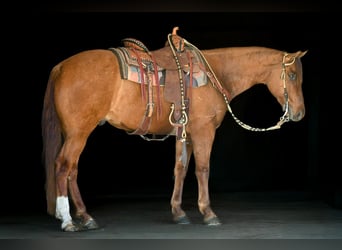 Quarter horse américain, Hongre, 7 Ans, 155 cm, Alezan dun