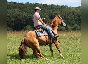 Quarter horse américain, Hongre, 7 Ans, 155 cm, Alezan dun