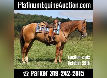 Quarter horse américain, Hongre, 7 Ans, 155 cm, Alezan dun