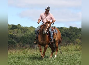 Quarter horse américain, Hongre, 7 Ans, 155 cm, Alezan dun