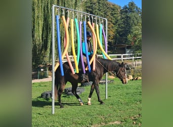 Quarter horse américain, Hongre, 7 Ans, 155 cm, Bai brun