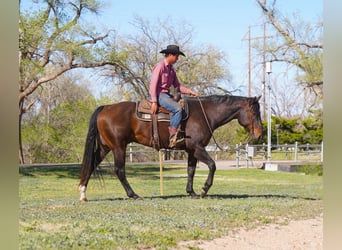Quarter horse américain, Hongre, 7 Ans, 155 cm, Bai cerise