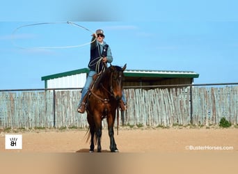 Quarter horse américain, Hongre, 7 Ans, 155 cm, Bai cerise