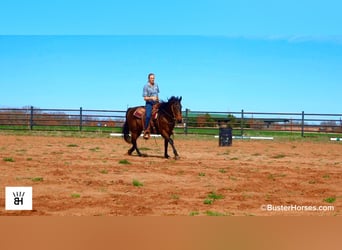 Quarter horse américain, Hongre, 7 Ans, 155 cm, Bai cerise