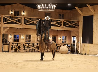 Quarter horse américain, Hongre, 7 Ans, 155 cm, Buckskin