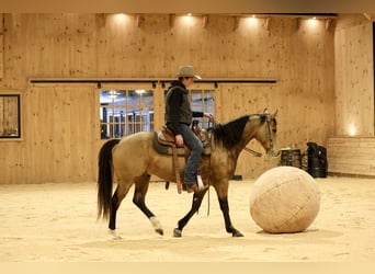 Quarter horse américain, Hongre, 7 Ans, 155 cm, Buckskin