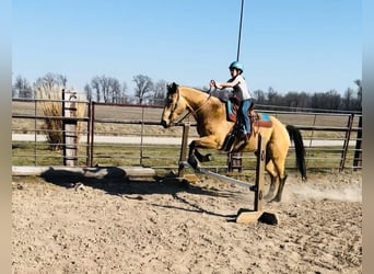 Quarter horse américain, Hongre, 7 Ans, 155 cm, Buckskin