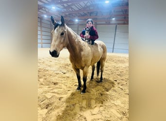 Quarter horse américain, Hongre, 7 Ans, 155 cm, Buckskin