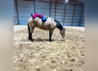 Quarter horse américain, Hongre, 7 Ans, 155 cm, Buckskin