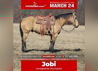 Quarter horse américain, Hongre, 7 Ans, 155 cm, Buckskin