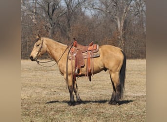 Quarter horse américain, Hongre, 7 Ans, 155 cm, Buckskin