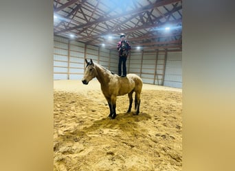 Quarter horse américain, Hongre, 7 Ans, 155 cm, Buckskin