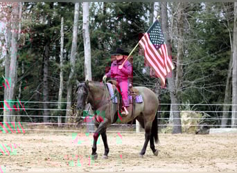 Quarter horse américain, Hongre, 7 Ans, 155 cm, Grullo