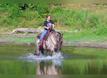 Quarter horse américain, Hongre, 7 Ans, 155 cm, Grullo