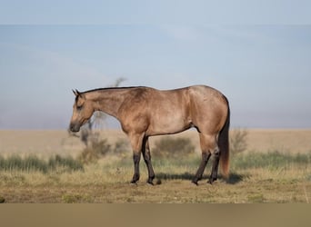 Quarter horse américain, Hongre, 7 Ans, 155 cm, Isabelle