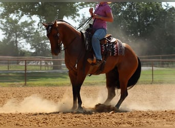 Quarter horse américain, Hongre, 7 Ans, 155 cm, Isabelle