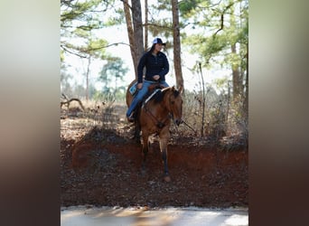 Quarter horse américain, Hongre, 7 Ans, 155 cm, Isabelle