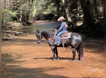 Quarter horse américain, Hongre, 7 Ans, 155 cm, Noir