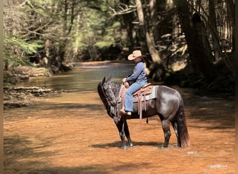 Quarter horse américain, Hongre, 7 Ans, 155 cm, Noir