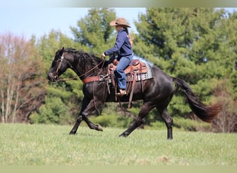 Quarter horse américain, Hongre, 7 Ans, 155 cm, Noir