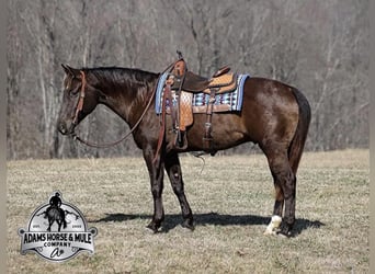 Quarter horse américain, Hongre, 7 Ans, 155 cm, Noir