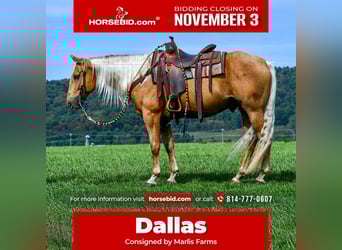 Quarter horse américain, Hongre, 7 Ans, 155 cm, Palomino