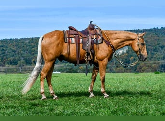 Quarter horse américain, Hongre, 7 Ans, 155 cm, Palomino