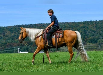 Quarter horse américain, Hongre, 7 Ans, 155 cm, Palomino