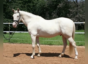 Quarter horse américain, Hongre, 7 Ans, 155 cm, Perlino