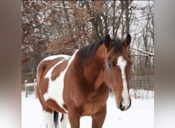 Quarter horse américain, Hongre, 7 Ans, 155 cm, Pinto
