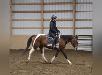 Quarter horse américain, Hongre, 7 Ans, 155 cm, Pinto