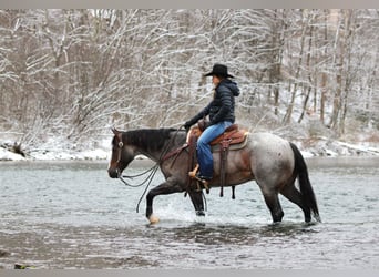 Quarter horse américain, Hongre, 7 Ans, 155 cm, Roan-Bay