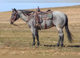 Quarter horse américain, Hongre, 7 Ans, 155 cm, Rouan Bleu