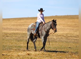 Quarter horse américain, Hongre, 7 Ans, 155 cm, Rouan Bleu