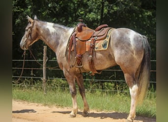 Quarter horse américain, Hongre, 7 Ans, 155 cm, Tobiano-toutes couleurs
