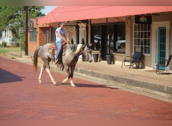 Quarter horse américain, Hongre, 7 Ans, 155 cm, Tobiano-toutes couleurs