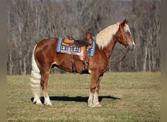 Quarter horse américain, Hongre, 7 Ans, 157 cm, Alezan cuivré