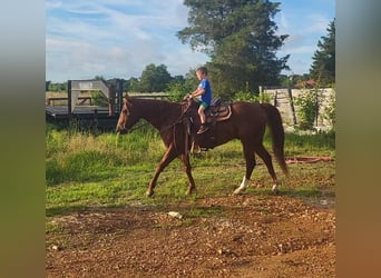 Quarter horse américain, Hongre, 7 Ans, 157 cm, Alezan