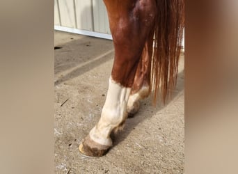 Quarter horse américain, Hongre, 7 Ans, 157 cm, Alezan